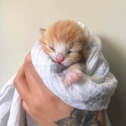 O gatinho foi encontrado com apenas quatro dias de vida. (Foto: Instagram/catmum_perth)