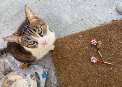 A gatinha trouxe dardos. (Foto: Instagram/songsofmyfelines)