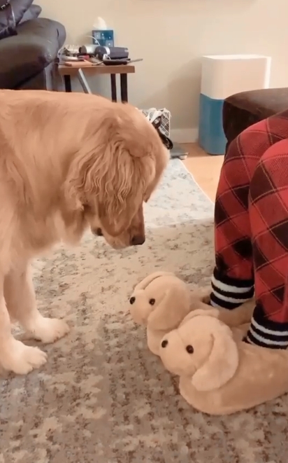 A Golden Retriever de dois anos, Molly, ficou confusa com os chinelos em forma de cachorro. (Foto: Reprodução Instagram/missgoldenmolly)