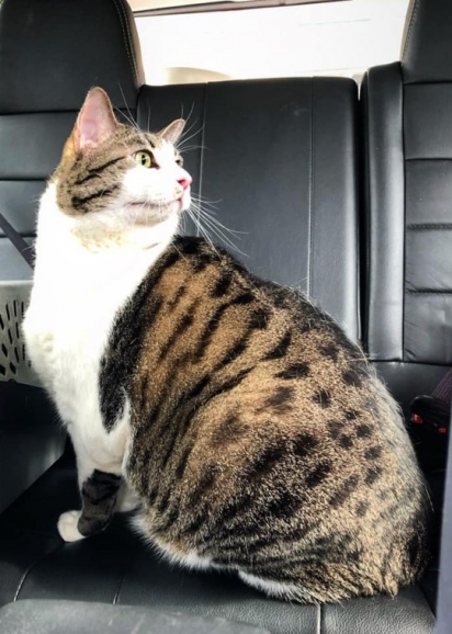 O gato Squishy pesa cerca de 16 Kg. (Foto: Caters News Agency)