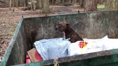 A pit bull foi encontrada em lixeira no início do mês de janeiro em Ohio (EUA). (Foto: Facebook/Animal Welfare League of Trumbull County)