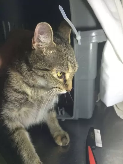 A gatinha Sassie foi resgatada junto com seus dois filhotes. (Foto: Facebook/@VOKRA - Abrigo para animais)