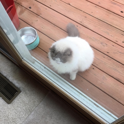 O gatinho se aproximou da porta do vizinho ao ser abandonado. (Foto: Instagram/fosterkittys)