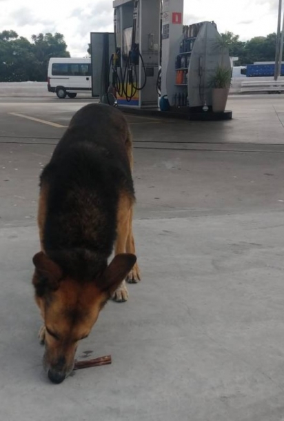 Um dos funcionários do posto dividia a sua marmita com o cão. (Foto: Folhapress/Patrícia Pasquini)