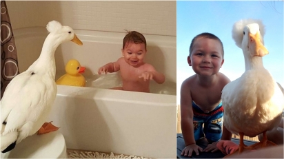 Pato de estimação faz amizade com bebê de família e agora até banho eles tomam juntos. (Foto: Instagram/mr.tandbee) 