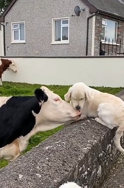 Depois de três meses sem se ver, o cão e a vaca se reconhecem e trocam carinho. (Foto: Reprodução TikTok/@blainaidmay)