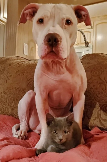 Rapidamente Felix fez amizade com o pit bull Casper. (Foto: Facebook/Un Chat à la Fois)