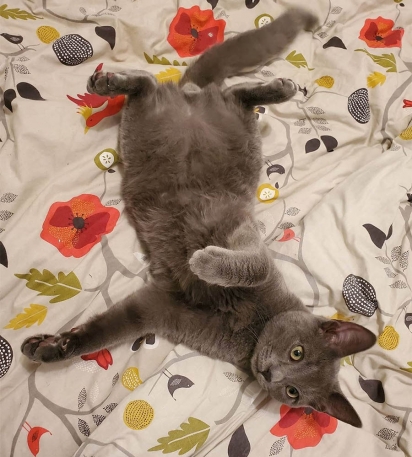 Felix é um gatinho muito inteligente e amável. (Foto: Instagram/meggieslittlezoo)