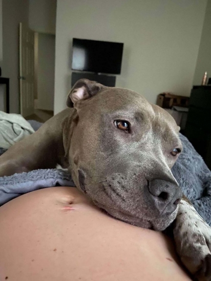 O olhar doce da pit bull sobre a barriga da sua dona grávida, não nega que seria uma irmã superprotetora. (Foto: Arquivo Pessoal/Kevin Smith)