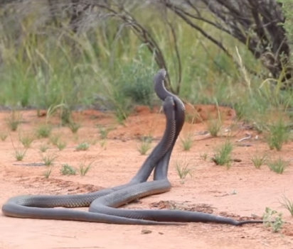 No período de acasalamento as cobras machos começam a lutar para estabelecer seu domínio. (Foto: Reprodução Facebook/Australian Wildlife Conservancy)