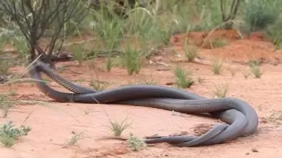 Australiana chama resgate para capturar cobra de borracha