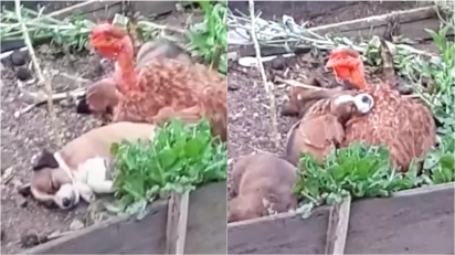 Galinha adota filhotes de cachorro e os cria como se fossem seus. (Foto: Reprodução/ViralHog)