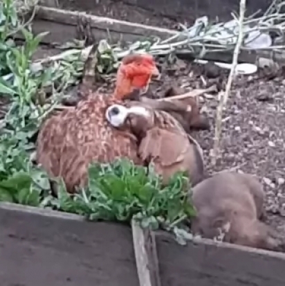 A galinha coloca sob suas asas um dos filhotes. (Foto: Reprodução/ViralHog)