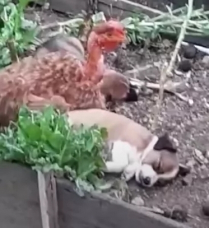 Os cachorrinhos foram rejeitados pela mãe, então a galinha resolveu acolhê-los. (Foto: Reprodução/ViralHog)