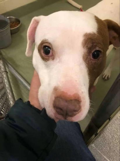 O cão já estava a algum tempo disponível para adoção no abrigo de animais em Michigan (EUA). (Foto: Facebook/Ionia County Animal Shelter)