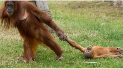 Fotógrafo registra momento em que a mãe orangotango interrompe a brincadeira e filhote fica emburrado. (Foto: Koen Hartkamp)