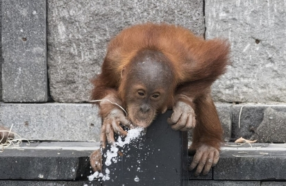 Os orangotangos são animais fofos e chegam a se comportar como humanos sendo muito engraçados. (Foto: Koen Hartkamp)