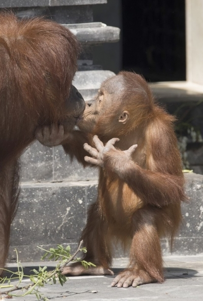 O pequeno se desculpa com a mãe e lhe dá um beijo. (Foto: Koen Hartkamp)