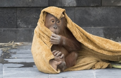 O orangotango bebê de três anos brincou demais e ignorou o chamado da mãe. (Foto: Koen Hartkamp) 