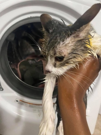 Janae Blackman, 22, conseguiu salvar seu gato Optimus Jack depois que ele entrou na máquina de lavar roupa. (Foto: Reprodução/Mercury Press & Media Ltd)