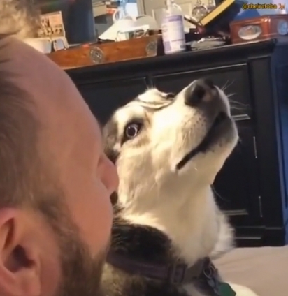 O dono conversa com o cão como se falasse a língua dele e o husky responde seriamente.