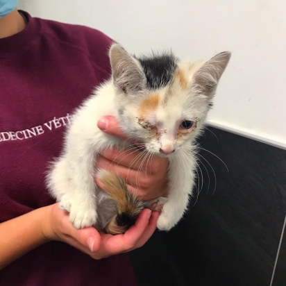 Semanas depois do resgate de Alvin, a gatinha Pippa também foi resgatada com sério problema respiratório.
