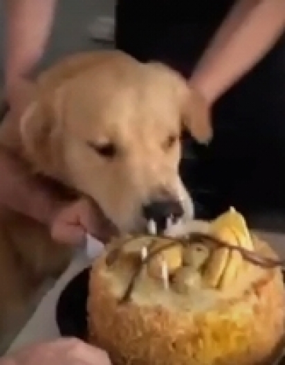 Quando teve oportunidade o cachorro não perdeu tempo e abocanhou o bolo.