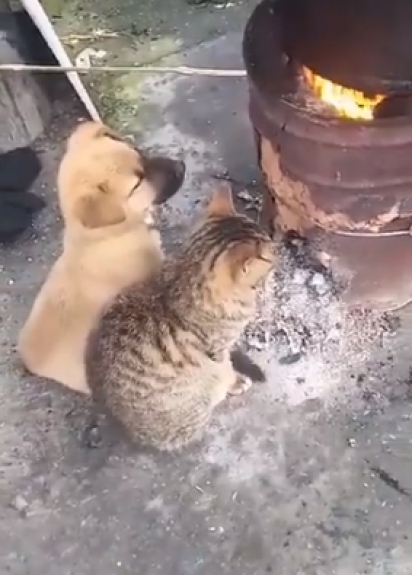 Os dois animais não se importam em ficar sentados um do lado do outro se aquecendo do frio.