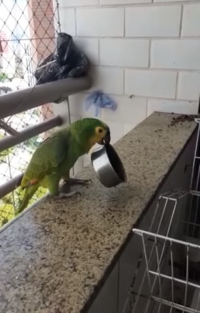 A cena do papagaio fazendo panelaço na varanda é hilária. 