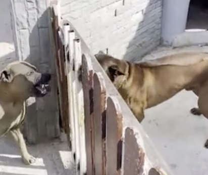 Os cães brigam ferozmente, mas quando o dono abre o portão se tranquilizam.