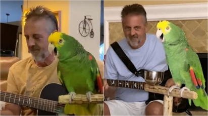 O guitarrista Frank Maglio e seu papagaio roqueiro.
