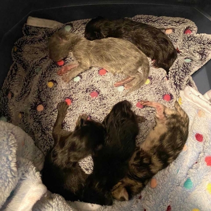 A ninhada de cinco gatinhos foi resgatada pela voluntária Penny Richards.