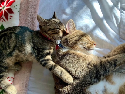 A gatinha Dilly foi adotada e ganhou uma nova irmã felina a Ronan. As duas estão sempre juntas.