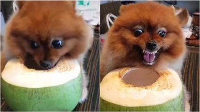 Cachorro Lulu da Pomerânia se transforma em fera cruel quando alguém tenta roubar seu precioso coco.