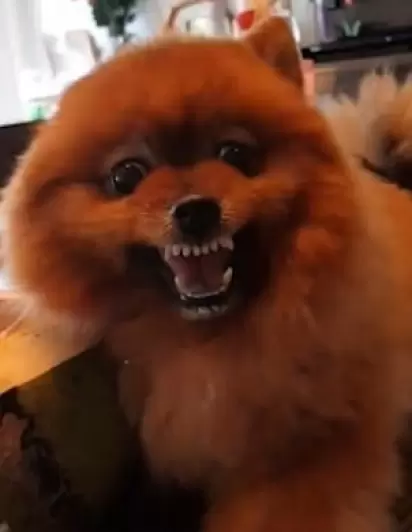 O cãozinho adora coco e avança em quem tenta se aproximar da sua fruta.