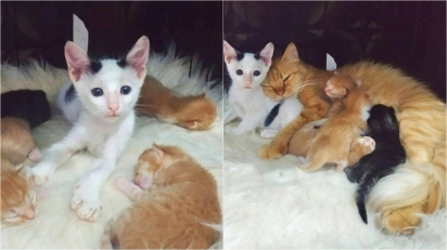 Gatinho órfão se integra à ninhada de gatos em abrigo e eles criam lindo vínculo afetivo.