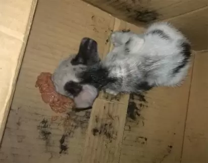 O gatinho foi encontrado em estado debilitado, necessitando urgentemente de ajuda.