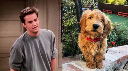 O ator Mathew Perry, o Chandler da aclamada série Friends, apresenta seu novo cachorrinho, Alfred.