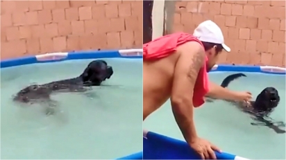 Cãozinho “nadador” se recusa a sair da piscina e vira sensação em vídeo do TikTok.