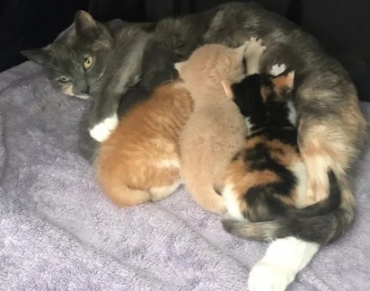 A gatinha e seus filhotes foram recolhidos e encaminhados para um lar temporário.