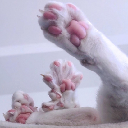 A gatinha chama atenção por possuir dedos extras na patinha.