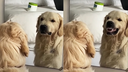 Cachorro golden retriever reage a seu reflexo em espelho.