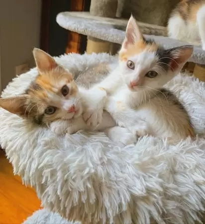 As gatas CC e Cara juntinhas.