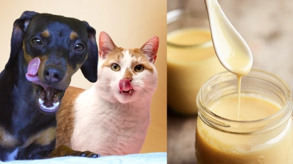 Cães e gatos podem comer leite condensado? Médico veterinário responde.