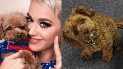 Katy Perry é criticada nas redes sociais após afirmar que dieta do seu cão é 100% vegana.
