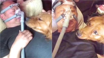 Cão golden retriever supervisiona dono toda vez que ele dorme com respirador.