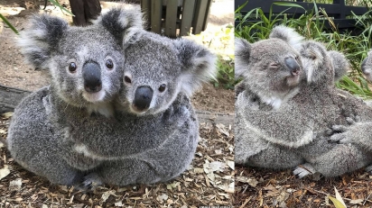 Mais fofo que um coala é ver dois se abraçando. É claro que as fotos viralizaram e conquistaram o mundo inteiro.
