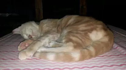 Logo que viu a gatinha, a cadela Paisleigh da raça pastor alemão, se apaixonou por ela.