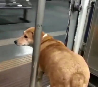 O cachorrinho caramelo espera pacientemente o trem parar para poder desembarcar.