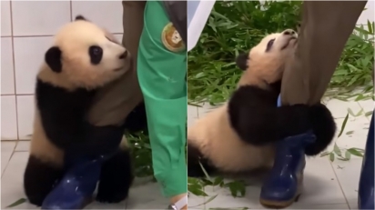 Filhote de panda é filmado agarrando perna de funcionário querendo brincar ao invés de comer.